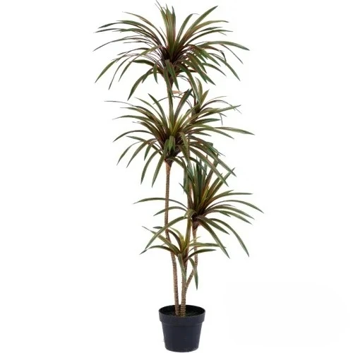 ต้นไม้ประดิษฐ์สีสันสดใส ต้นดรา - Dracaena Marginata บทวิจารณ์และราคา