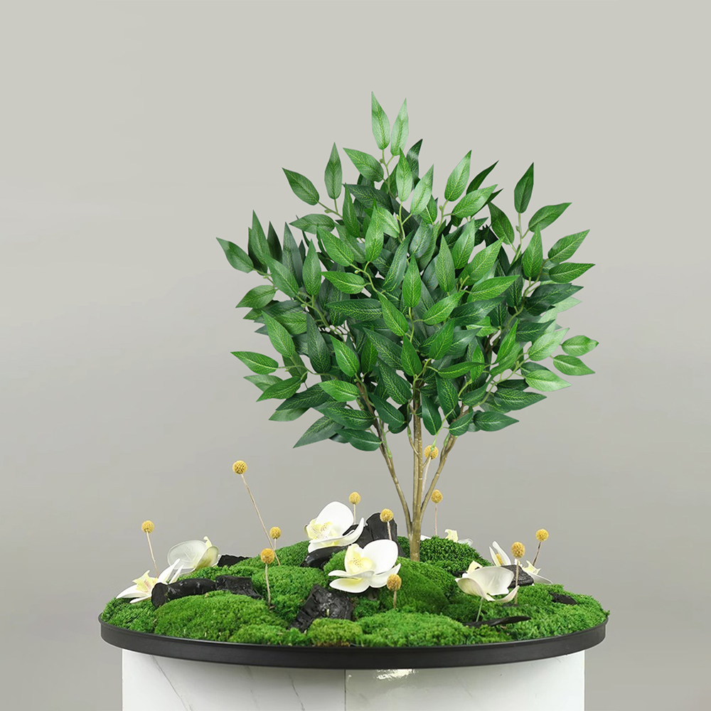 42-64 ซม.สูงพืชยูคาลิปตัสประดิ - Dracaena Marginata บทวิจารณ์และราคา