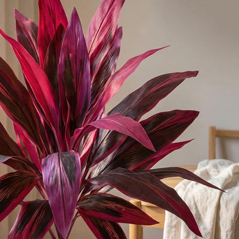 ต้นดรากีน่ามาร์จินาตาต้าประดิษ - Dracaena Marginata บทวิจารณ์และราคา